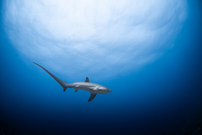 thresher shark