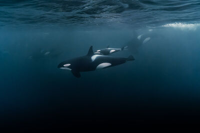 Orcas