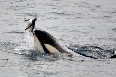 Orca hunting penguin