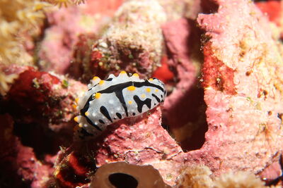 nudibranch