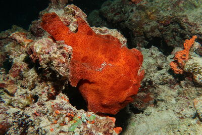 Frogfish