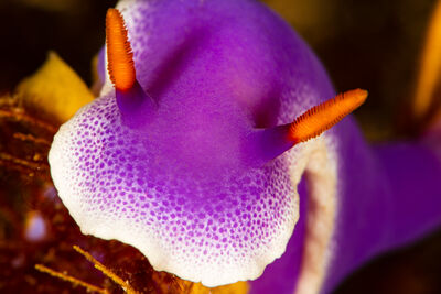 Nudibranch