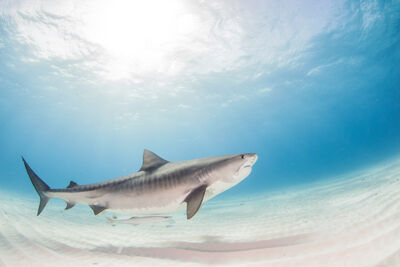 Tiger Shark