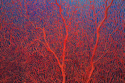 sea fan