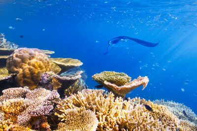 manta ray