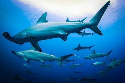 hammerhead sharks