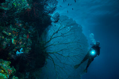 diver on wall