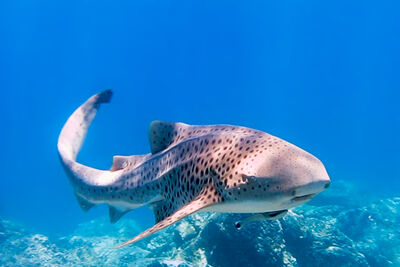 leopard shark