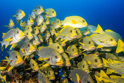 Five Great Places to Dive with Large Schools of Fish and Bait Balls