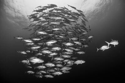 school of fish