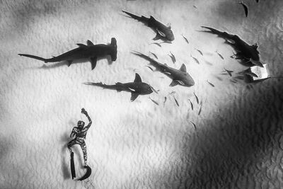 freediver with sharks