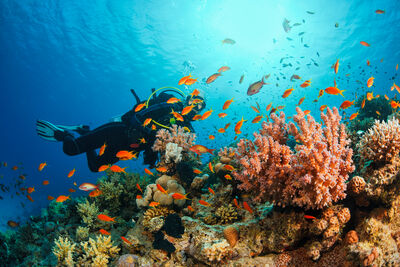 diver on reef