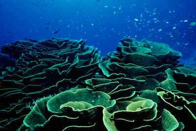 cabbage coral