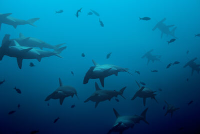 hammerheads