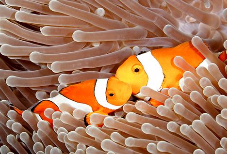 clownfish coral reef fiji