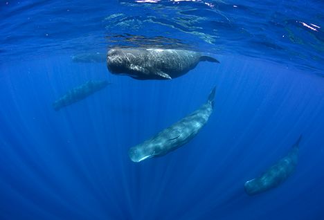 sperm whales