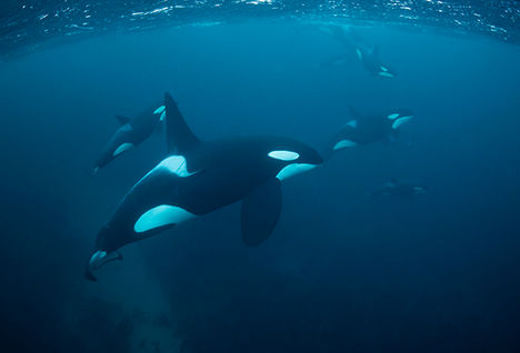 orcas la paz