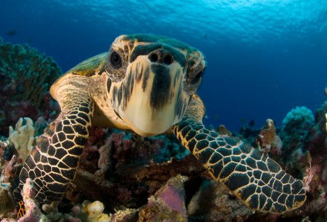 sea turtle 