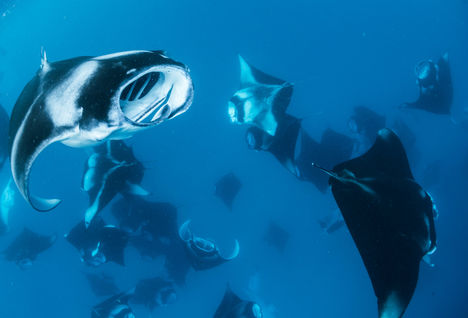 maldives manta rey