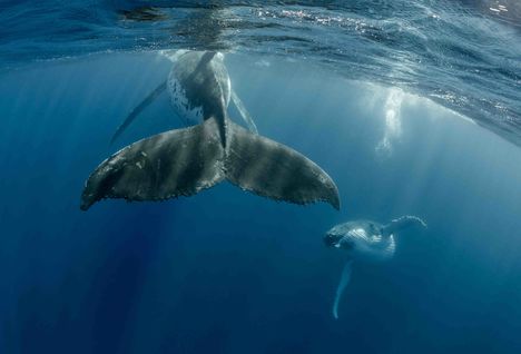 humpbacks swimming