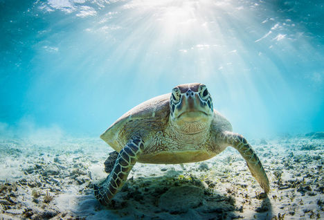 Turtle Under Water