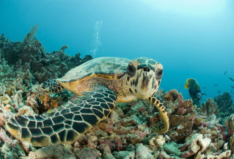 Turtle