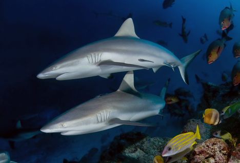 reef sharks