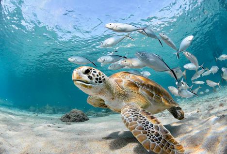 Turtle and fish