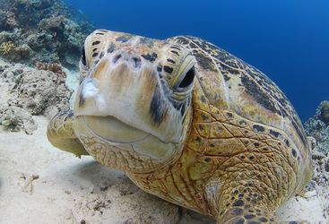 Picture of a Sea Turtle at Sipadan-Kapalai Dive Resort