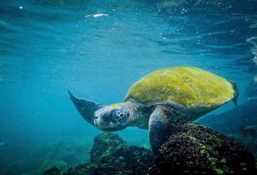 Turtle Waving