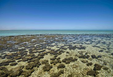 Shark Bay, Western Australia