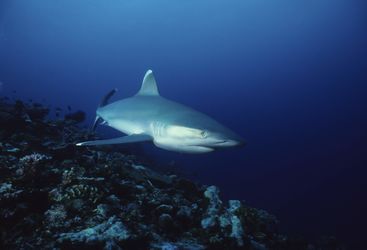 Silvertip Reef Shark, New Ireland, Papua New Guinea