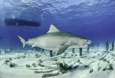 Tiger Shark Bahamas