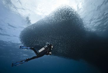 Sardine Shoal in Moalboal, Philippines