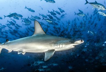 hammerhead shark in cocos island