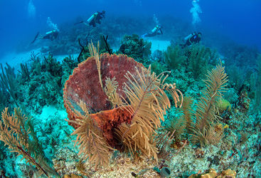 coral reef southern belize