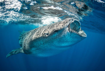 whale shark isla holbox