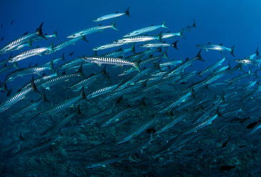 school of barracuda