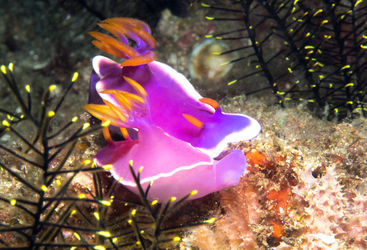 nudibranchs