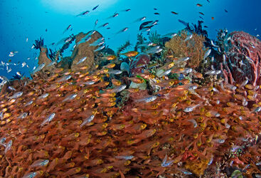 Fish on Reef