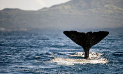 Whale in the Azores