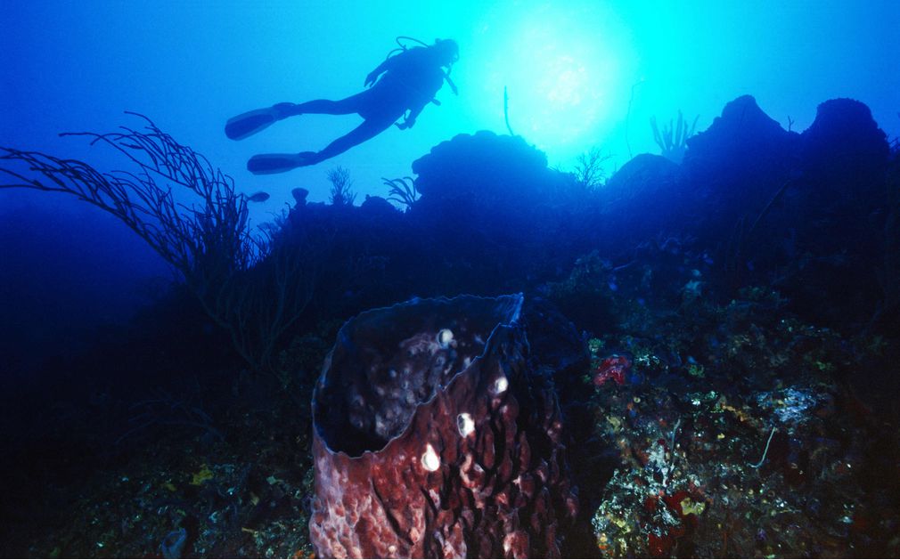 Dive Bimini Original Diving