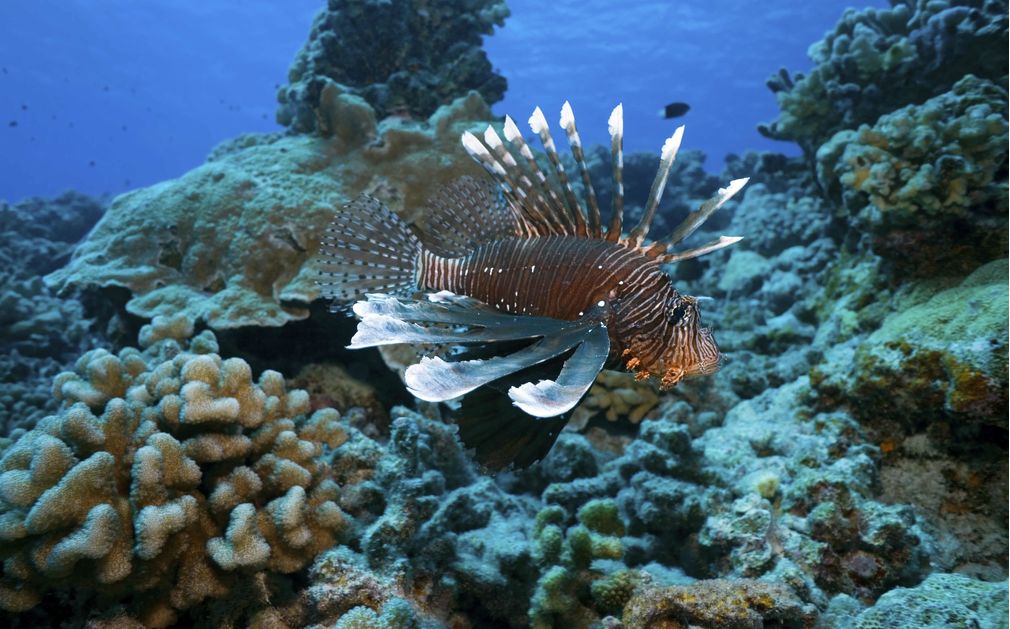 Diving in French Polynesia Original Diving