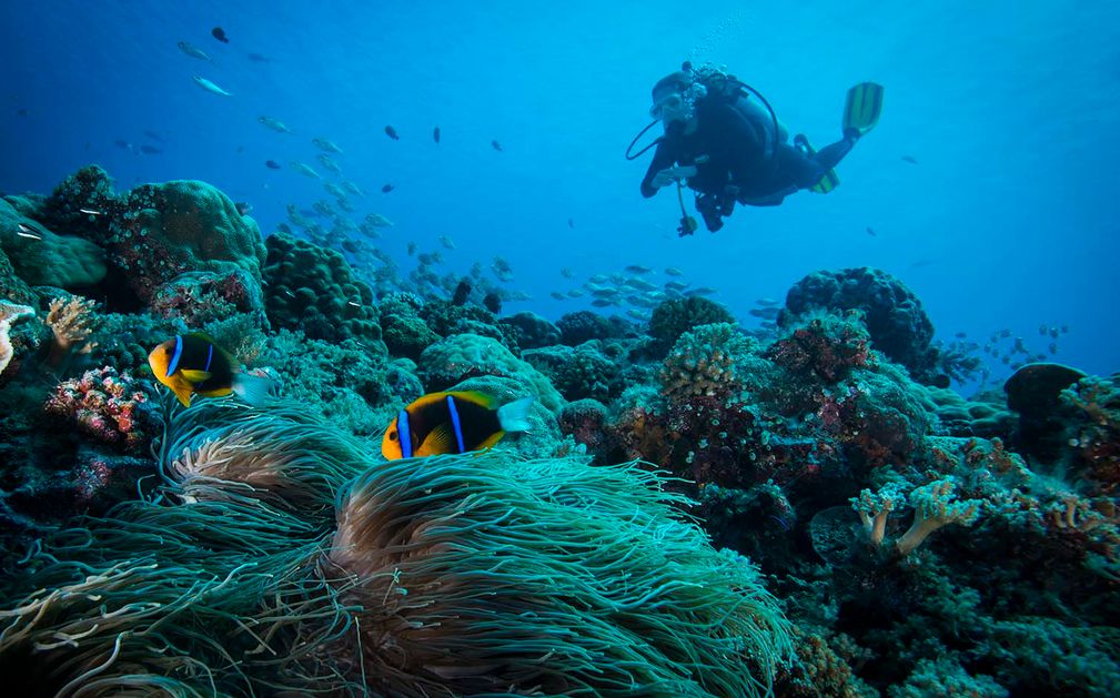 Dive the Azores Original Diving