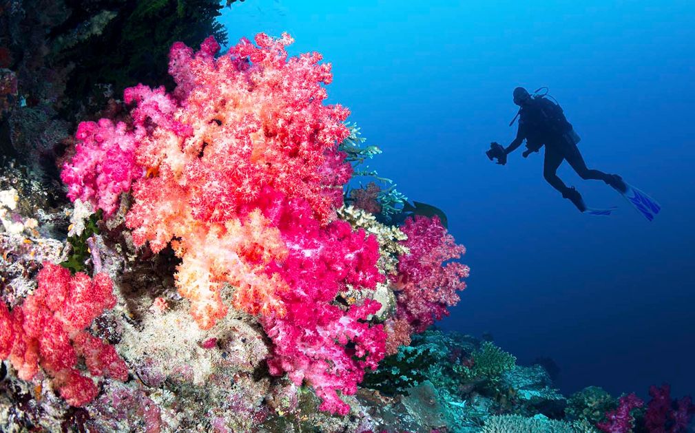 Dive in Fiji Original Diving