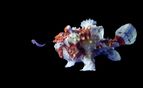 Frogfish, Philippines