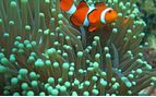 Clownfish, Philippines