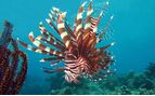 Lionfish, Philippines