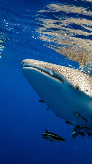 Diver with whale shark