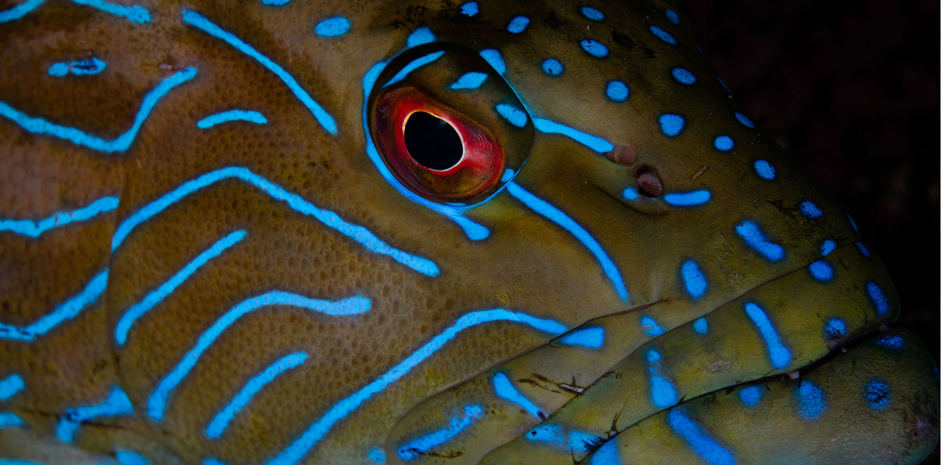 Best Scuba Diving in June Original Diving